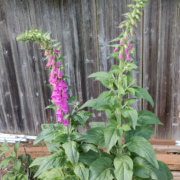 Common Foxglove seeds