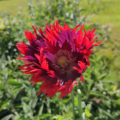 Drama Queen poppy seeds