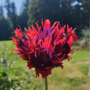 Papaver somniferum 'Drama Queen'