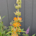 Orange Sceptre Buddleia
