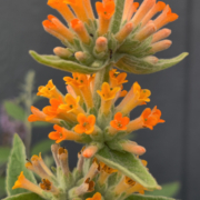 Orange Butterfly Bush Orange Scepter