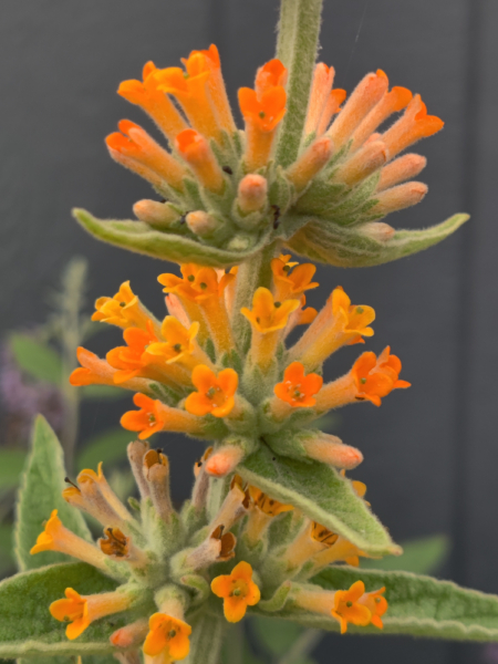Orange Butterfly Bush Orange Scepter