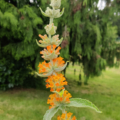 Buddleja interspecies hybrid | Butterfly Bush  'Orange Sceptre'