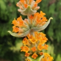 Butterfly Bush  'Orange Sceptre' flower