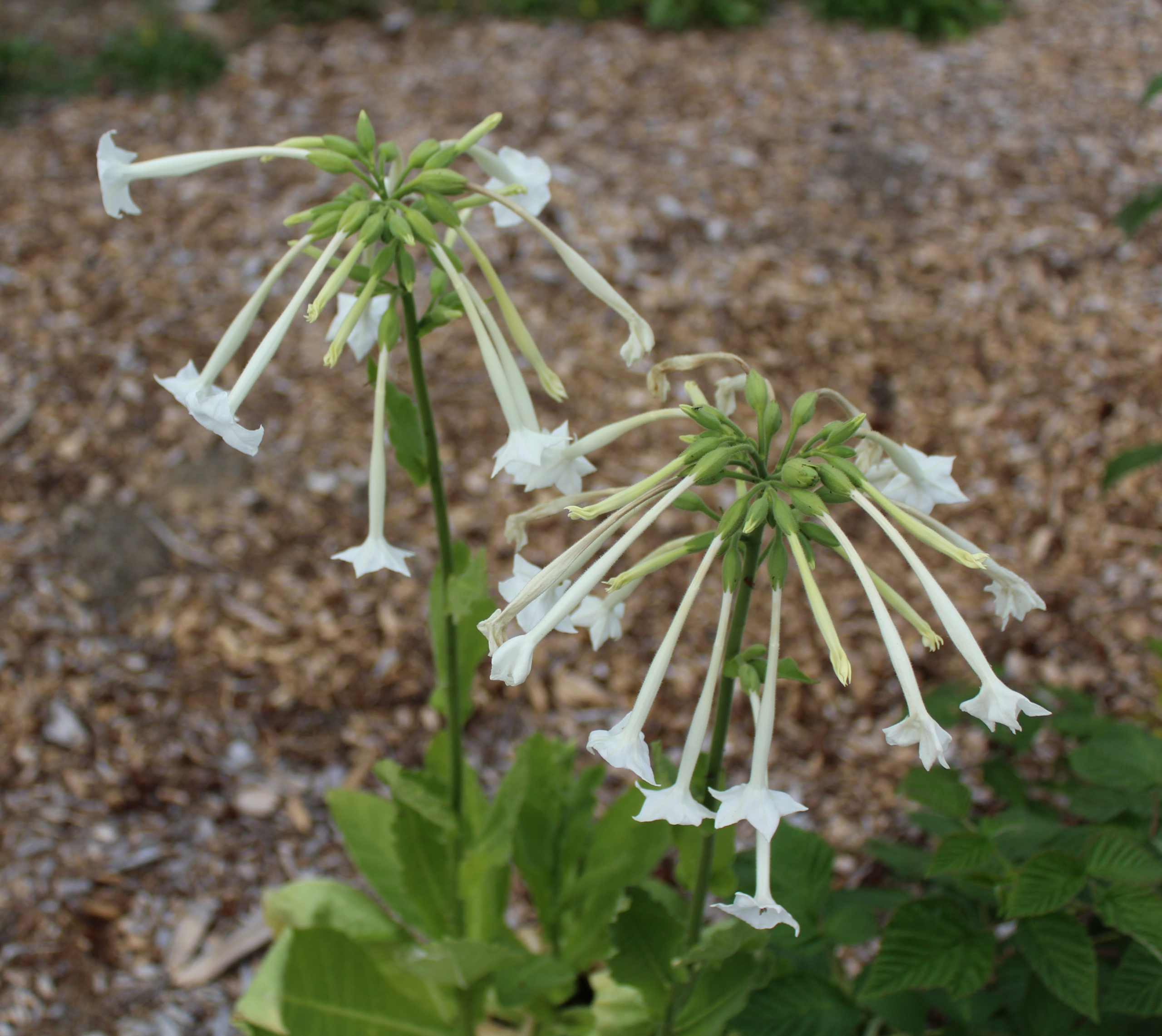 Tobacco, Woodland 'Only the Lonely' – A Thousand Flowers