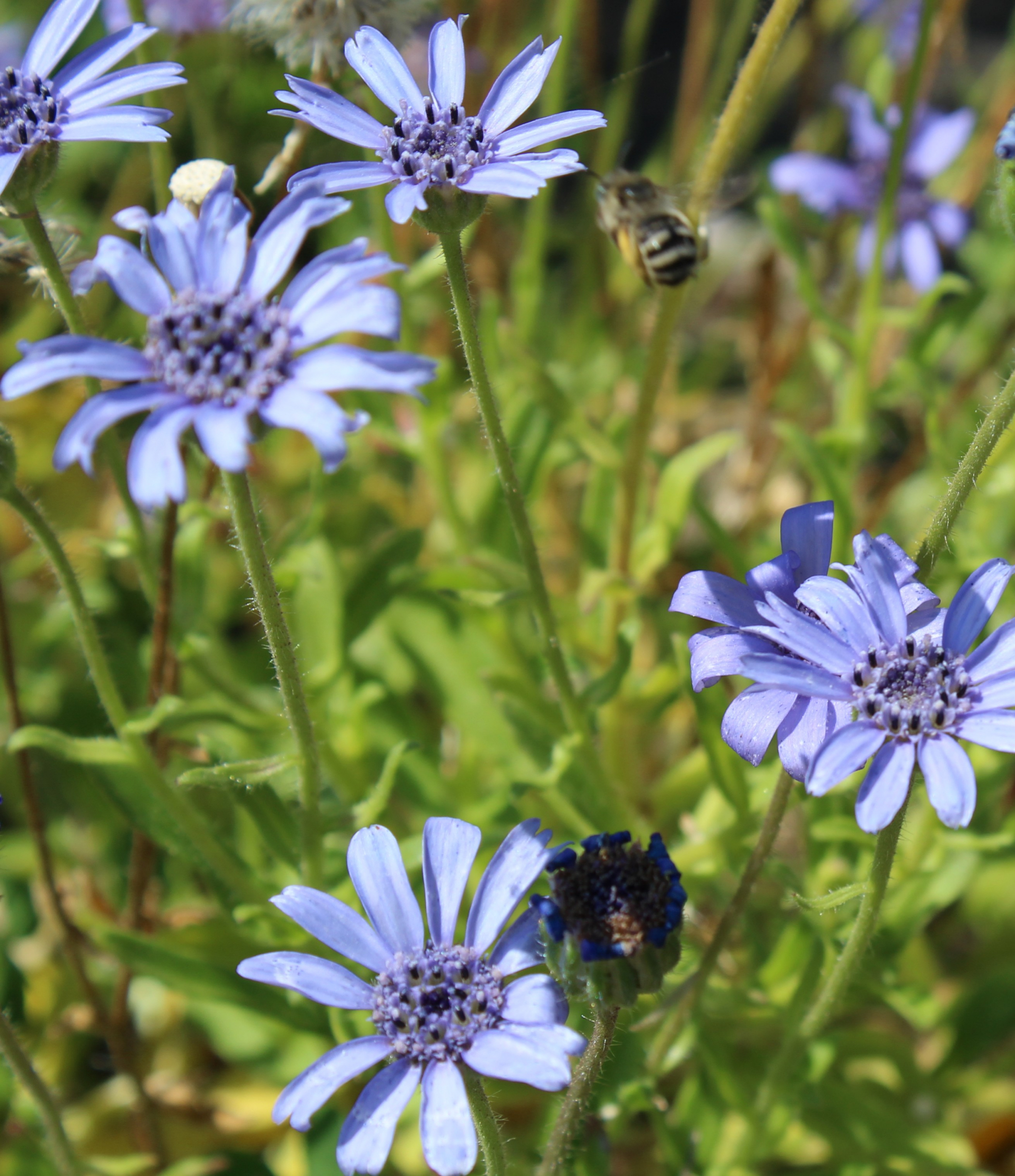 Daisy, Blue 'The Blues' – A Thousand Flowers