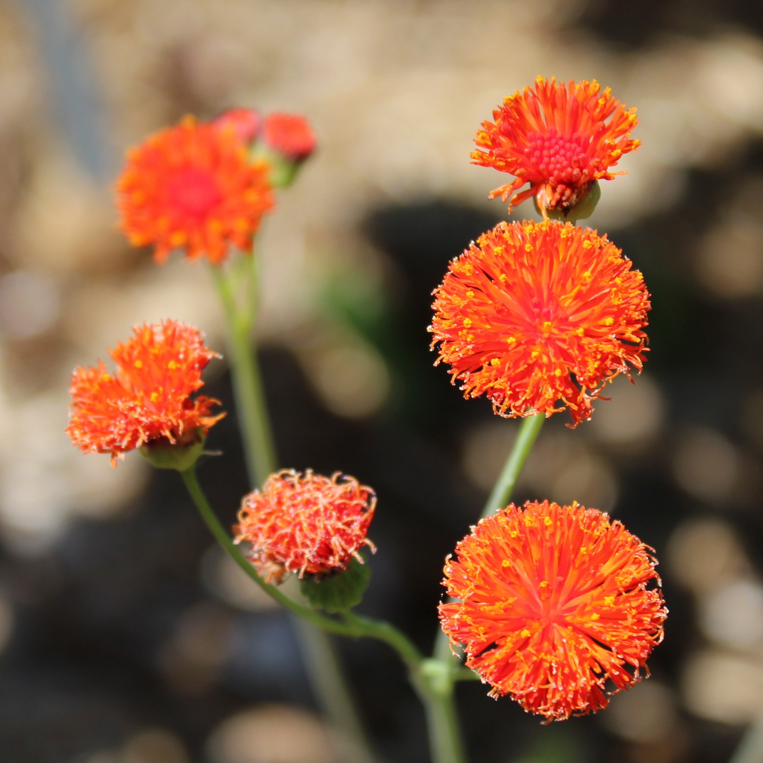Tassel Flower, 'Scarlet Magic' – A Thousand Flowers