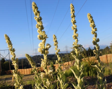 Verbascum George Aiken seeds