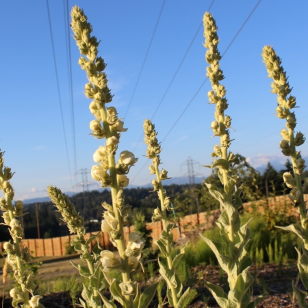 Verbascum George Aiken seeds