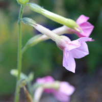 nicotiana hybrid seeds