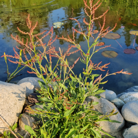 Sheep Sorrel plant near pond