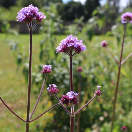 Tall Verbena flowers