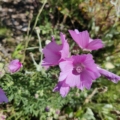 Musk Mallow Pink seeds