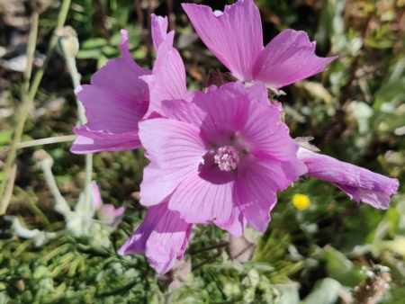 Musk Mallow 'Rosea' seeds