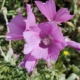Musk Mallow 'Rosea' seeds
