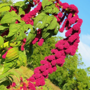 amaranthus caudatus love dreadlocks seeds