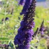 buddleja davidii nanhoensis blue seeds