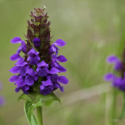 heart-of-the-earth seeds