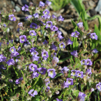 blue dream Linaria glareosum seeds