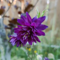 Aquilegia vulgaris var. stellata seeds
