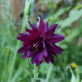 'Black Barlow' Columbine seeds