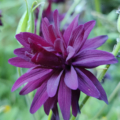Aquilegia vulgaris var. stellata | 'Black Barlow' Clematis-Flowered Columbine seeds