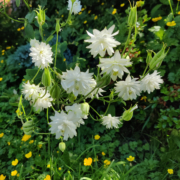 Spurless white columbine flowers