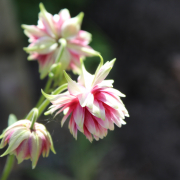 Aquilegia vulgaris nora barlow seeds