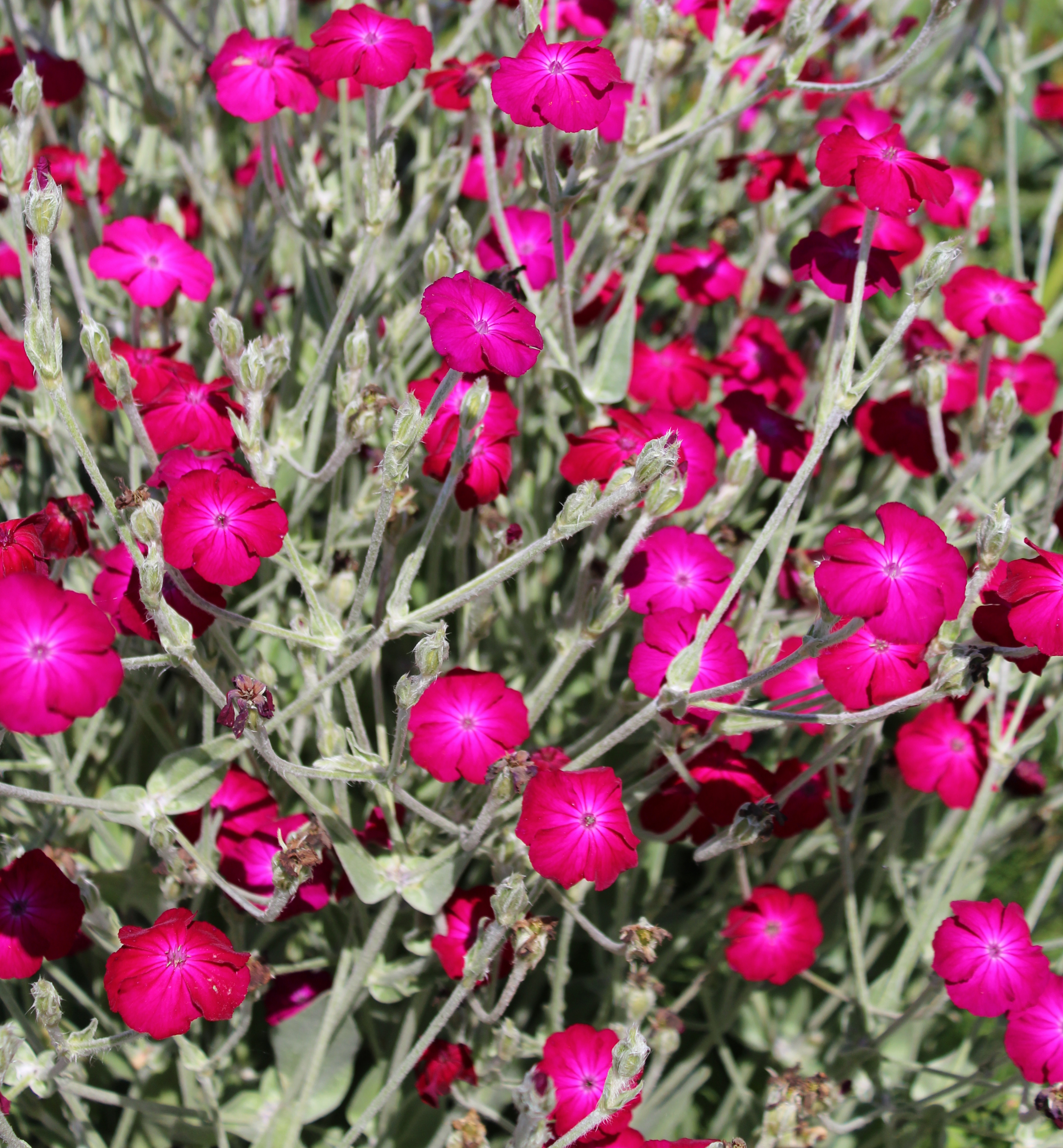 Campion, Rose  A Thousand Flowers