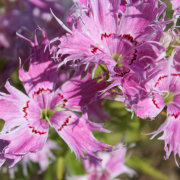 Dianthus superbus spooky seeds