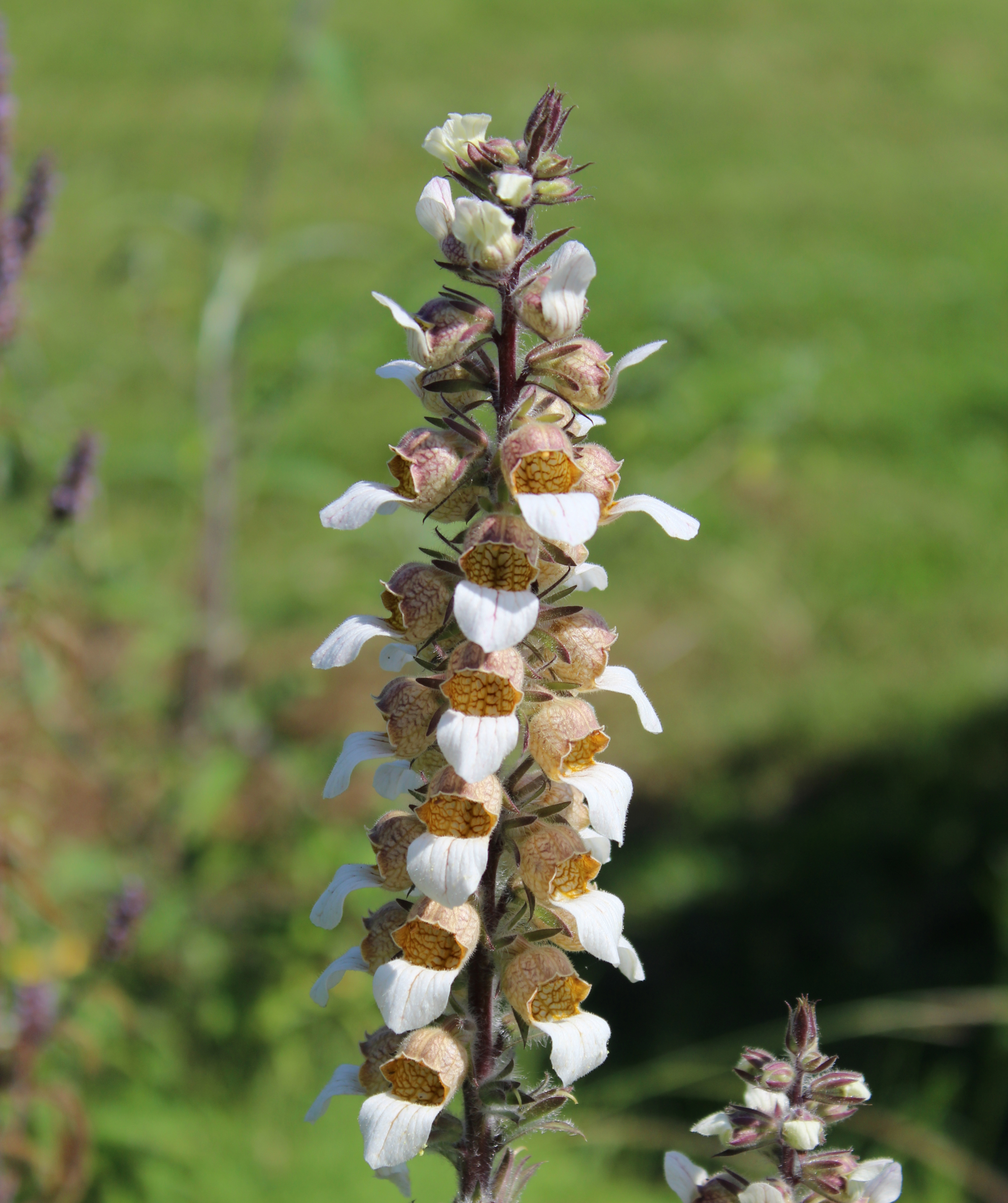Foxglove, Grecian 'Cafe Cream' – A Thousand Flowers