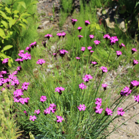 Dianthus carthusianorum seeds