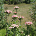 Silene Maltese Cross 'Carnea' flowers