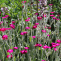 Red campion lychnis seeds