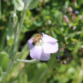 Lychnis coronaria | Rose Campion 'Angels Blush'