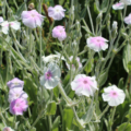 Lychnis coronaria | Rose Campion 'Angels Blush' flowers