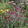 Lychnis coronaria | Rose Campion seeds