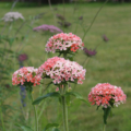 Silene chalcedonica (formerly Lychnis chalcedonica) | Maltese Cross 'Carnea' flowers