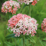 Silene chalcedonica Maltese Cross 'Carnea'