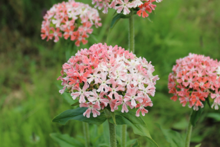 Silene chalcedonica Maltese Cross 'Carnea'