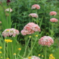 Silene chalcedonica (formerly Lychnis chalcedonica) | Maltese Cross 'Carnea' seeds