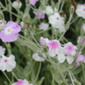 Rose Campion 'Angels Blush' seeds