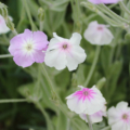 Lychnis coronaria 'Angels Blush' seeds