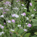 Lychnis coronaria | Rose Campion 'Angels Blush' seeds