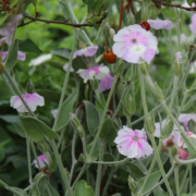 Rose Campion 'Angels Blush' flowers