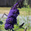 nanho blue butterfly bush seeds