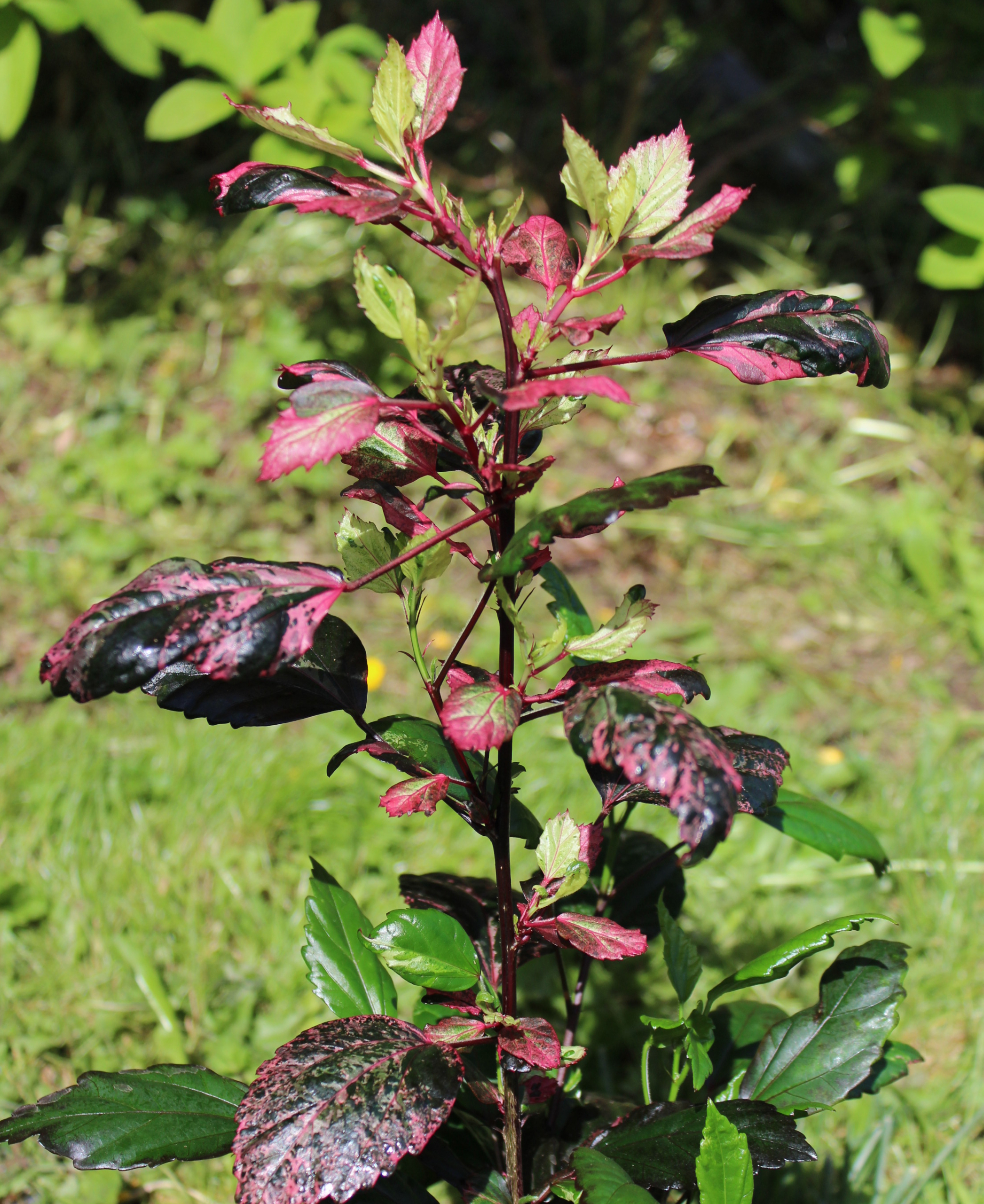 Hibiscus, Variegated 'Rose Queen' rooted plant  A Thousand Flowers