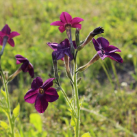 deep perfume purple nicotiana seeds