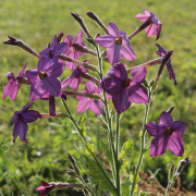 nicoatiana seeds perfume blue