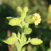 1000 year old nicotiana seeds
